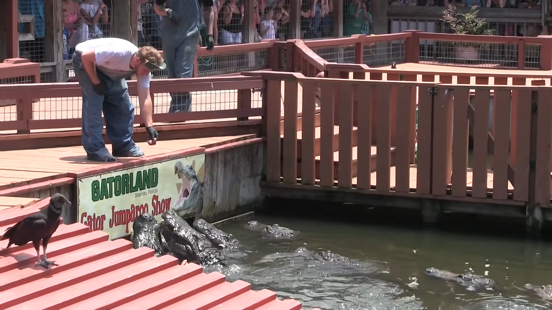 Feeding the Gators - Gatorland in Orlando - guide