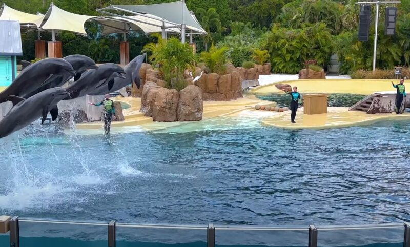 Dolphins leap gracefully in a captivating aquatic sho