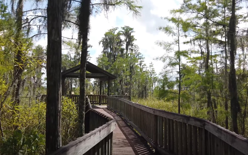 Wooden boardwalk winds through a cypress swamp