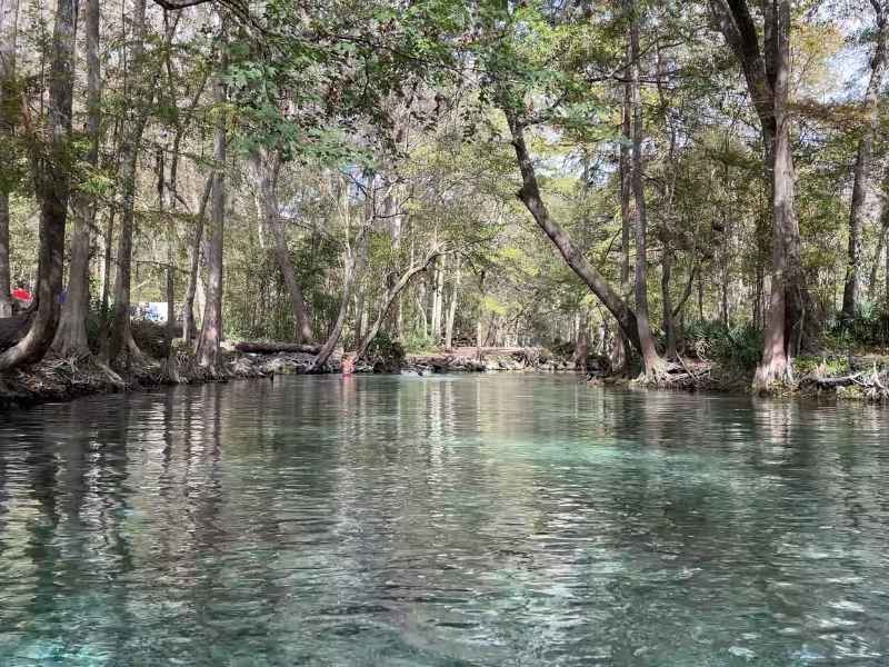 Clear spring water surrounded by trees